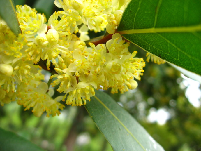 月桂的功效与作用花语及传说