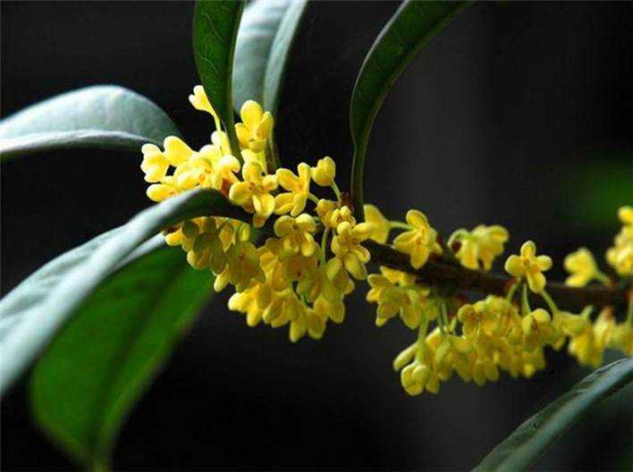 �¹�Ĺ�Ч�����û��Ｐ��˵