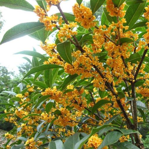 �¹�Ĺ�Ч�����û��Ｐ��˵