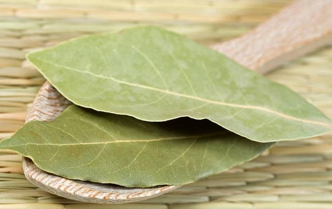 月桂的功效与作用花语及传说