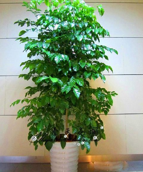 �Ҹ�����Ҷ��ԭ����ô��ȵ����ܻ��� �Ҹ�����Ҷ��ô�������