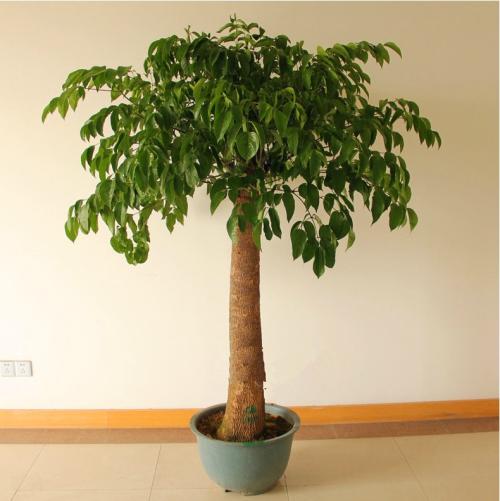 �Ҹ�����ý�һ��ˮ����ô��ˮ �Ҹ���ʲôʱ�佽ˮ�ý�ˮ����ͼ