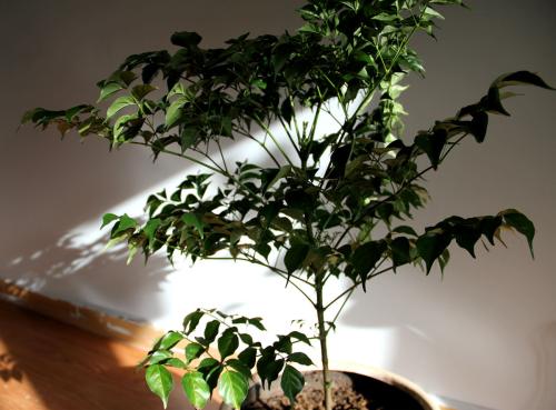 �Ҹ�����ý�һ��ˮ����ô��ˮ �Ҹ���ʲôʱ�佽ˮ�ý�ˮ����ͼ