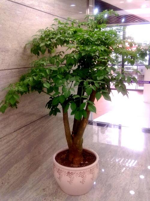 �Ҹ�����ϸ�ָ���ô�쳤��߿��Դ� ��ô���Ҹ������ɱ������