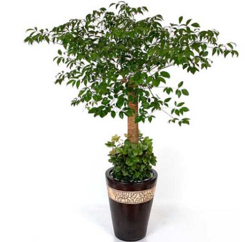 �Ҹ�����ϸ�ָ���ô�쳤��߿��Դ� ��ô���Ҹ������ɱ������