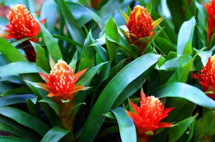 ���滨�ķ�����ô��ֳ����ͼ ���滨����ֳ������ע�������ȫ