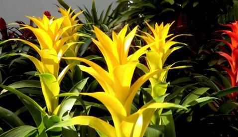 ���滨�ķ�����ô��ֳ����ͼ ���滨����ֳ������ע�������ȫ