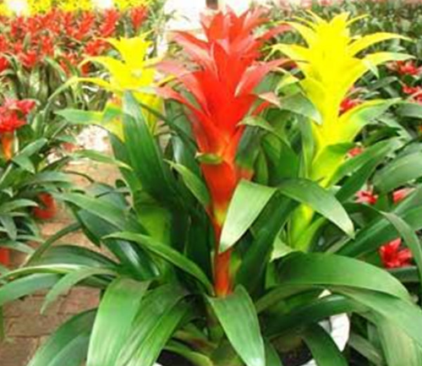 ���滨�ķ�����ô��ֳ����ͼ ���滨����ֳ������ע�������ȫ