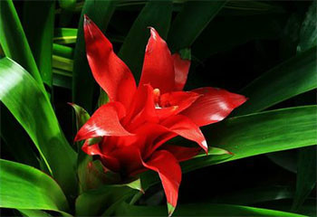 ���滨�ķ�����ô��ֳ����ͼ ���滨����ֳ������ע�������ȫ