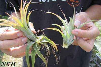 ���滨�ķ�����ô��ֳ����ͼ ���滨����ֳ������ע�������ȫ