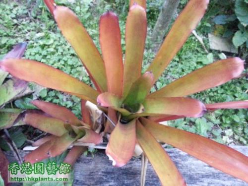 ���滨�ķ�����ô��ֳ����ͼ ���滨����ֳ������ע�������ȫ