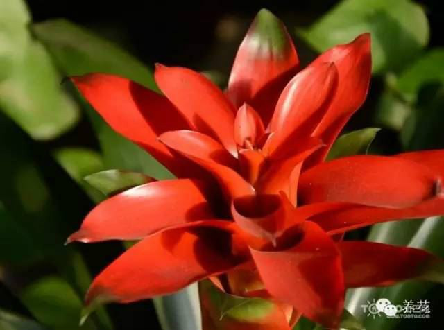 ���滨�ķ�����ô��ֳ����ͼ ���滨����ֳ������ע�������ȫ