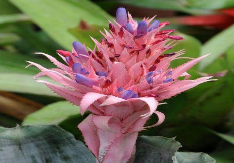 ���滨�ķ�����ô��ֳ����ͼ ���滨����ֳ������ע�������ȫ