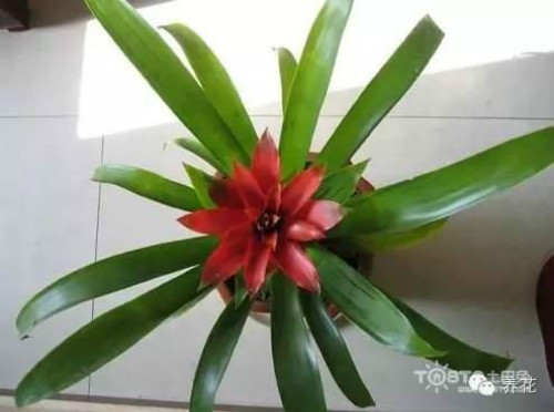 凤梨花怎么浇水上什么肥料 凤梨花不红了叶子发黄怎么办