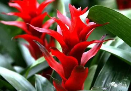 凤梨花怎么浇水上什么肥料 凤梨花不红了叶子发黄怎么办