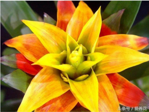 凤梨花怎么浇水上什么肥料 凤梨花不红了叶子发黄怎么办