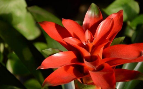 ���滨��ô��ˮ��ʲô���� ���滨������Ҷ�ӷ�����ô��