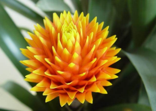 ���滨��ô��ˮ��ʲô���� ���滨������Ҷ�ӷ�����ô��