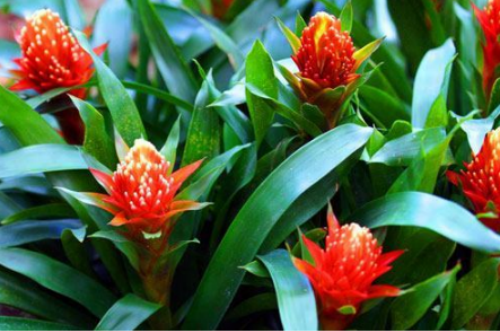 ���滨��ô��ˮ��ʲô���� ���滨������Ҷ�ӷ�����ô��