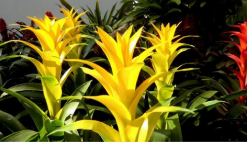 凤梨花怎么浇水上什么肥料 凤梨花不红了叶子发黄怎么办