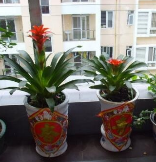 ���滨��ô��ˮ��ʲô���� ���滨������Ҷ�ӷ�����ô��