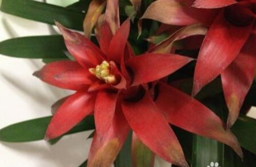 ���滨��ô��ˮ��ʲô���� ���滨������Ҷ�ӷ�����ô��