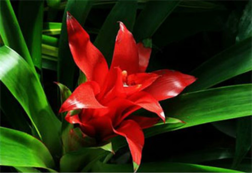 ���滨��ô��ˮ��ʲô���� ���滨������Ҷ�ӷ�����ô��