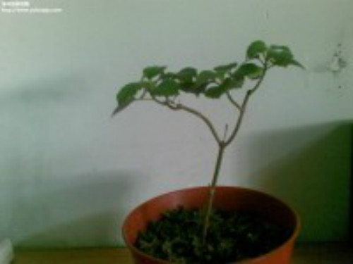 吸毒草怎么繁殖 吸毒草的扦插方法图解 吸毒草扦插多久生根