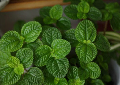 吸毒草怎么繁殖 吸毒草的扦插方法图解 吸毒草扦插多久生根