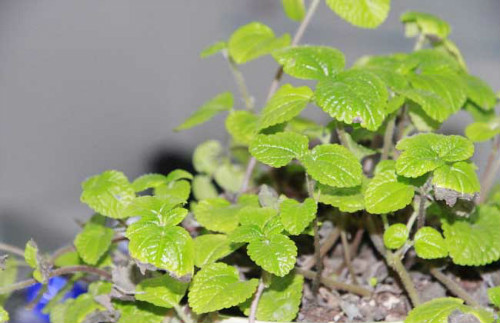 吸毒草怎么繁殖 吸毒草的扦插方法图解 吸毒草扦插多久生根