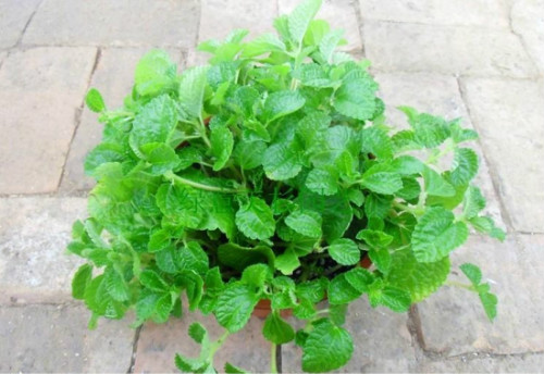 吸毒草怎么繁殖 吸毒草的扦插方法图解 吸毒草扦插多久生根