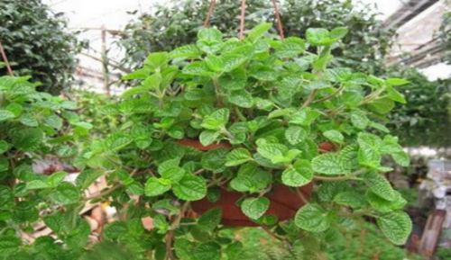 吸毒草怎么繁殖 吸毒草的扦插方法图解 吸毒草扦插多久生根