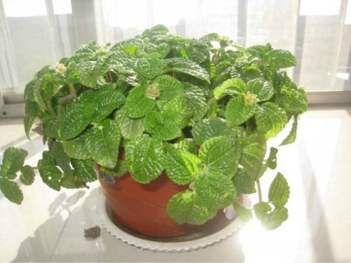 吸毒草怎么繁殖 吸毒草的扦插方法图解 吸毒草扦插多久生根