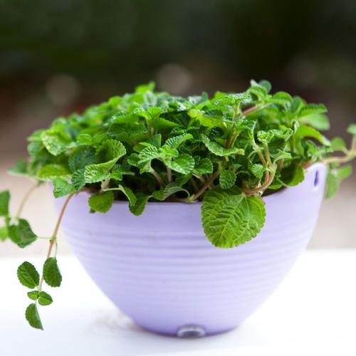 吸毒草有毒吗对孕妇有影响吗 吸毒草可以放卧室吗 吸毒草的作用