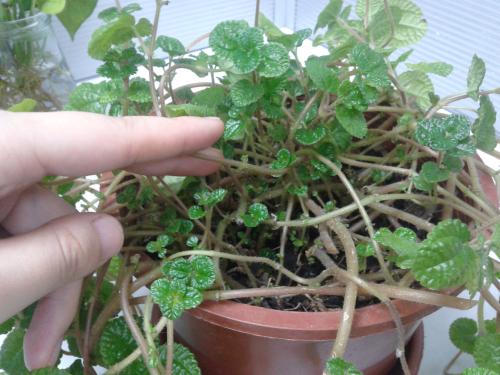 吸毒草有毒吗对孕妇有影响吗 吸毒草可以放卧室吗 吸毒草的作用