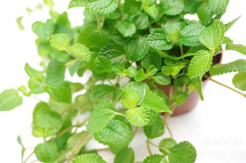 吸毒草有毒吗对孕妇有影响吗 吸毒草可以放卧室吗 吸毒草的作用