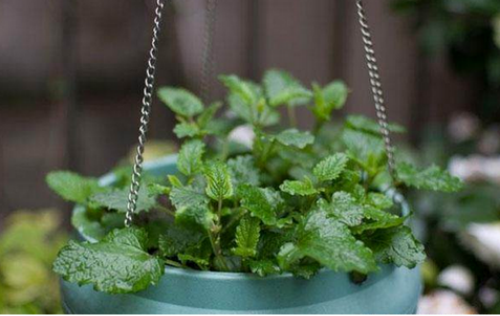 吸毒草有毒吗对孕妇有影响吗 吸毒草可以放卧室吗 吸毒草的作用