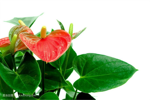 红掌怎么养长得快 红掌的养殖方法和注意事项有哪些