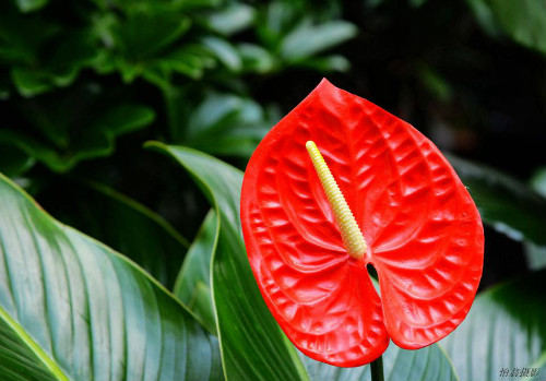 红掌怎么养长得快 红掌的养殖方法和注意事项有哪些