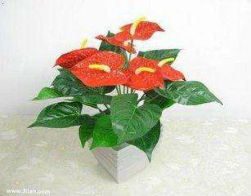 红掌有毒吗能放室内吗 红掌能净化空气吗 红掌的风水作用如何