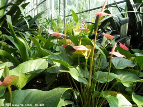 红掌有毒吗能放室内吗 红掌能净化空气吗 红掌的风水作用如何