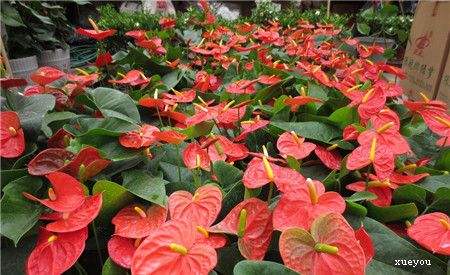 红掌有毒吗能放室内吗 红掌能净化空气吗 红掌的风水作用如何