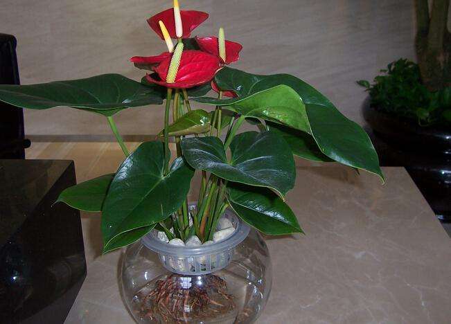 红掌有毒吗能放室内吗 红掌能净化空气吗 红掌的风水作用如何