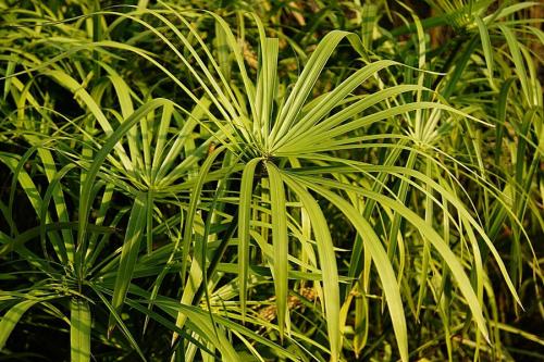 ˮ��Ҷ�ӷ�����ô���¼���ô���ȣ�