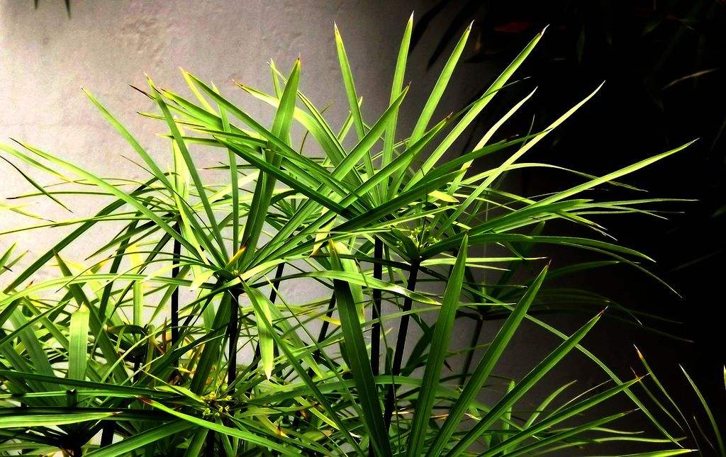 水竹叶子发黄怎么回事及怎么补救?