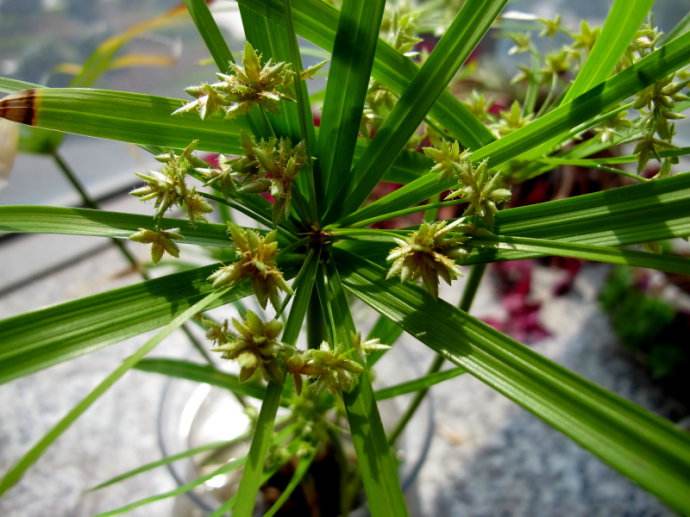 ˮ��Ҷ�ӷ�����ô���¼���ô���ȣ�