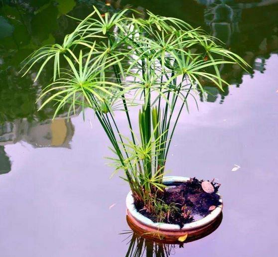 ˮ������ô����ˮ����ô���ų��ú���ֳ������ע������