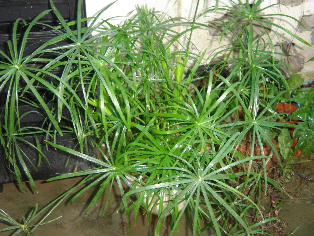 ˮ������ô����ˮ����ô���ų��ú���ֳ������ע������