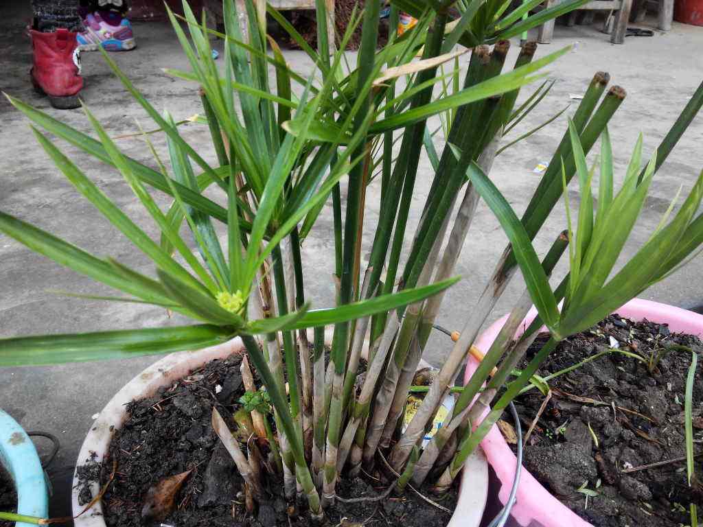 ˮ������ô����ˮ����ô���ų��ú���ֳ������ע������