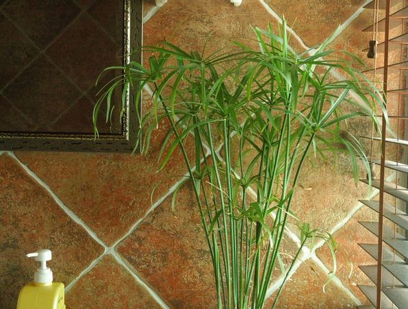 ˮ���Ԣ�⹦Ч������ ������ˮ���ˮ�������������˺÷�������